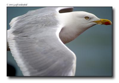 Seagul in flight 11.jpg