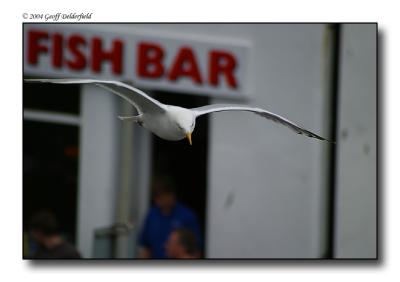 Seagul in flight 12.jpg