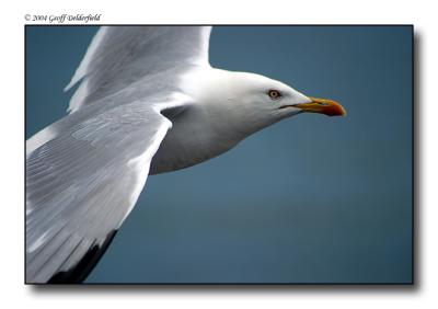 Seagul in flight 13.jpg