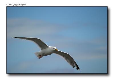 Seagul in flight 14.jpg