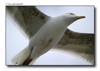 Seagul in flight 16.jpg