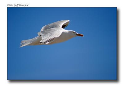 Seagul in flight 19.jpg
