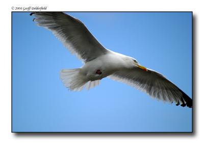 Seagul in flight 2.jpg