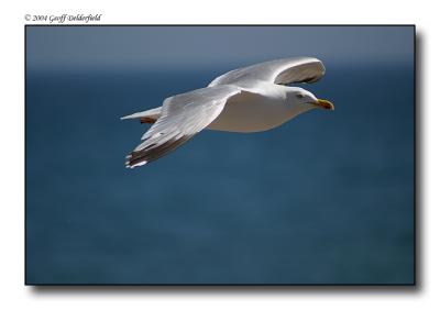 Seagul in flight 22.jpg