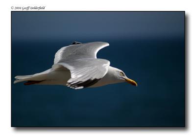 Seagul in flight 23.jpg