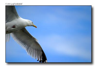 Seagul in flight 3.jpg