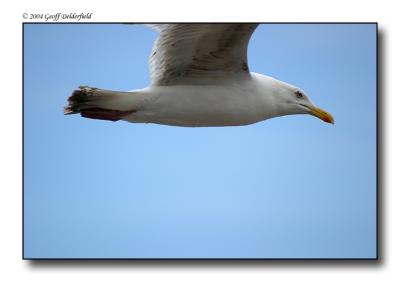 Seagul in flight 5.jpg