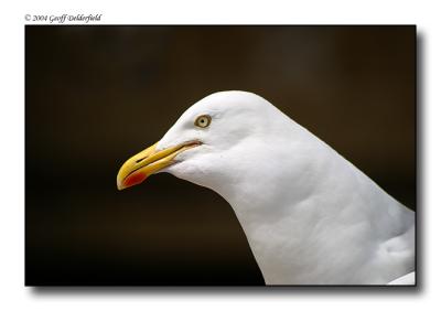 Seagul - closeup copy.jpg