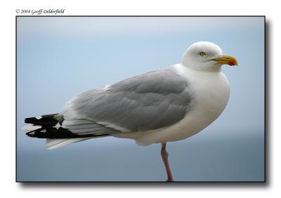 Seagul - profile copy.jpg