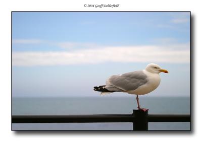 Seagulls in flight