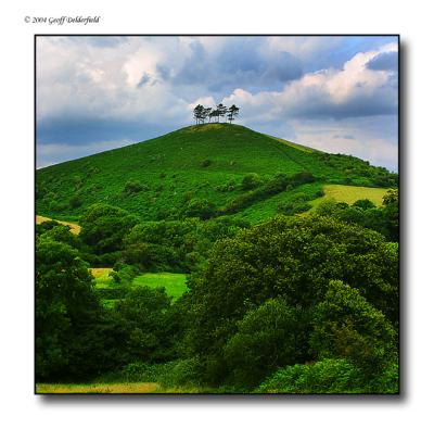 4 trees on a hill - square2.jpg