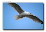 Copy of Seagul in flight 2.jpg