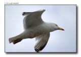 Copy of Seagul in flight 7.jpg