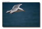 Seagul in flight 21.jpg