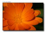 orange flower copy.jpg