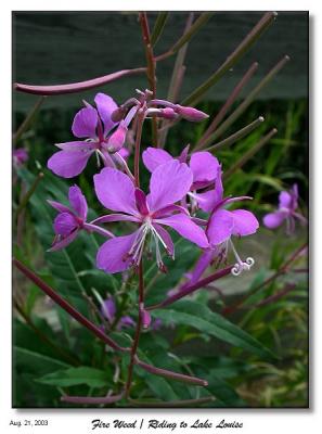 Fireweed blossoming