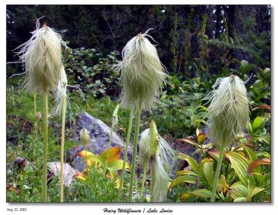 Hairy Wildflowers