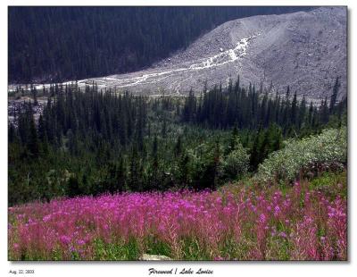 More Fireweed