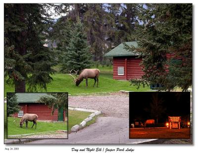 One of many Elk at the lodge