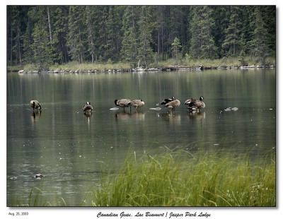 Took a walk around Lac Beauvert - Canadian Geese