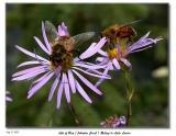 Every wildflower had a bee on it.