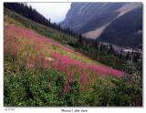 Field of Fireweed