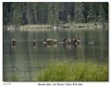 Took a walk around Lac Beauvert - Canadian Geese