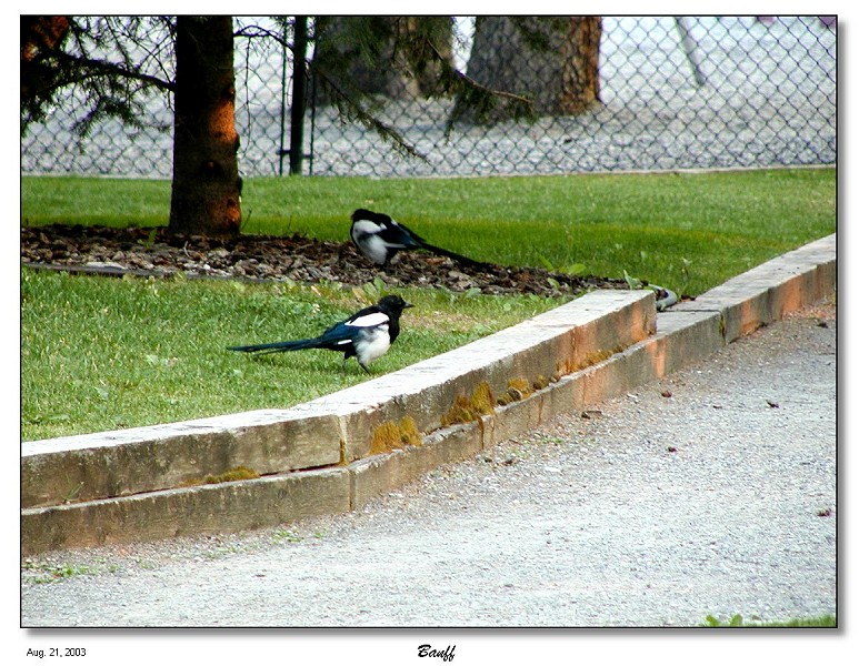 Day 1 - Lots of Black-billed Magpies around in Banff