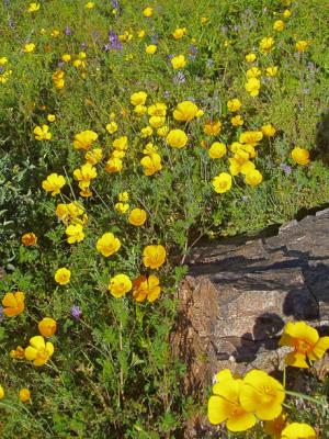 Mexican golden poppies and Arizona brown rock
