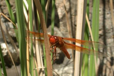 dragonfly2crop