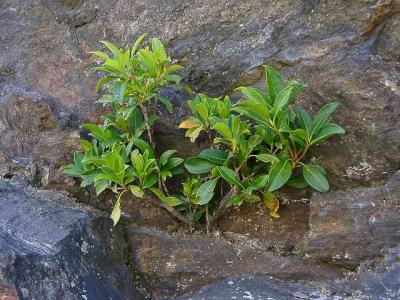 Kalmia latifolia (Mountain Laurel)
MP 413.2 N, 4700'