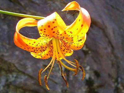 Lilium superbum
(Turk's Cap Lily)
MP 417.2, ~4563'