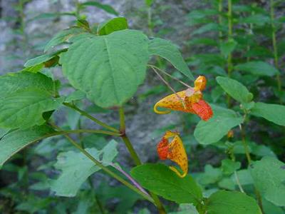 Impatiens capensis (Spotted Jewel-Weed)
MP 417.2 N, ~4563'