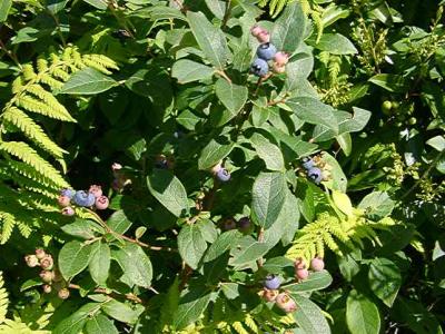 Vaccinium sp. (Blueberry)
MP 419.5, ~5358'