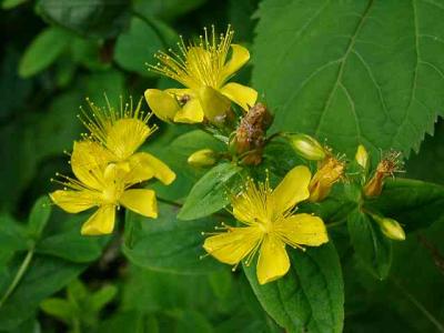 Hypericum prolificum (St Johns Wort)
MP 421.2 N, ~5513'