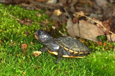 11862 Baby boxturtle
