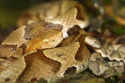 06211 Baby Copperhead with mother