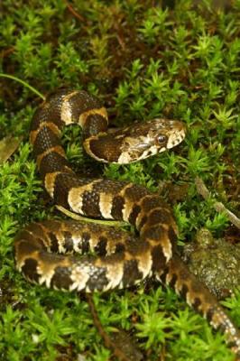 11587 Juvenile Water Snake