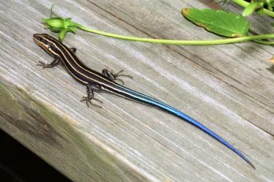 13980 Five Lined Skink