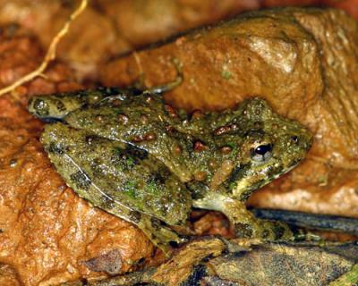 15383 Cricket Frog