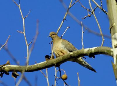 07318 Mourning Dove