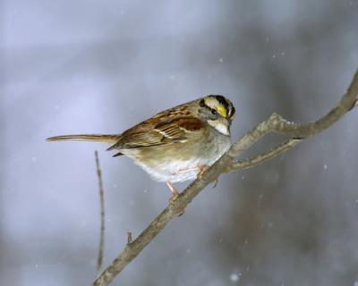 08123 White Throated Sparrow