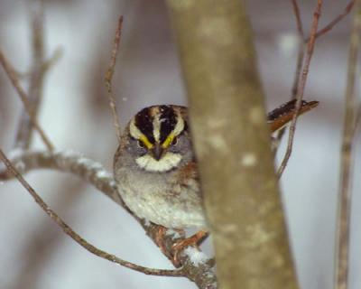 08130 White Throated Sparrow