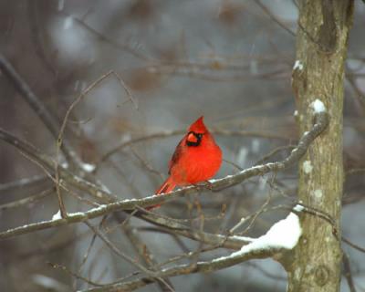 08154 Cardinal, male
