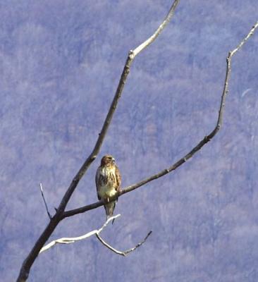 08535 Red Tailed Hawk