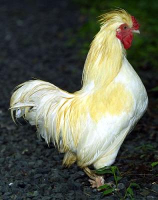 DOMESTIC BIRDS