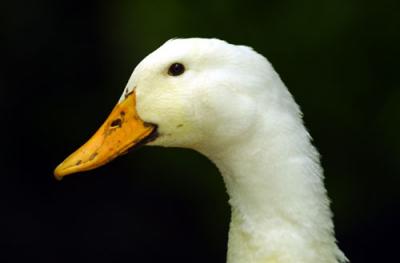 02533 duck