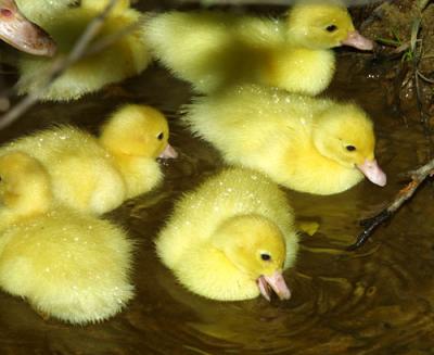 14762 ducklings