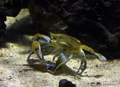 11762 zoo blue crab