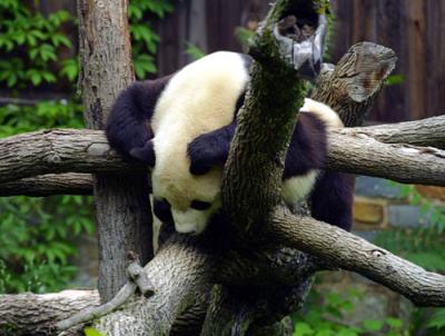 11807 zoo Panda